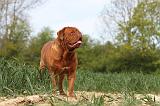 DOGUE DE BORDEAUX 016